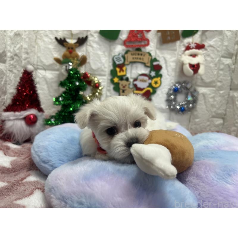 販売中の茨城県のマルチーズ-428293の9枚目