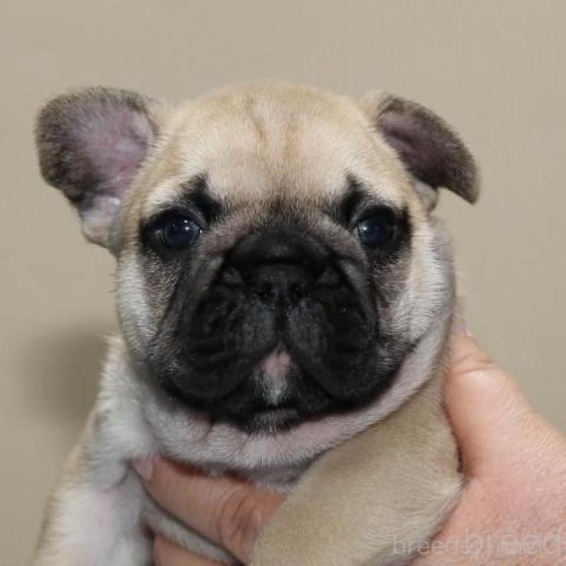 販売中の神奈川県のフレンチブルドッグ-428292の2枚目