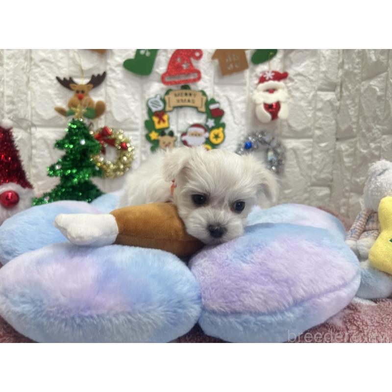 販売中の茨城県のマルチーズ-428293の8枚目