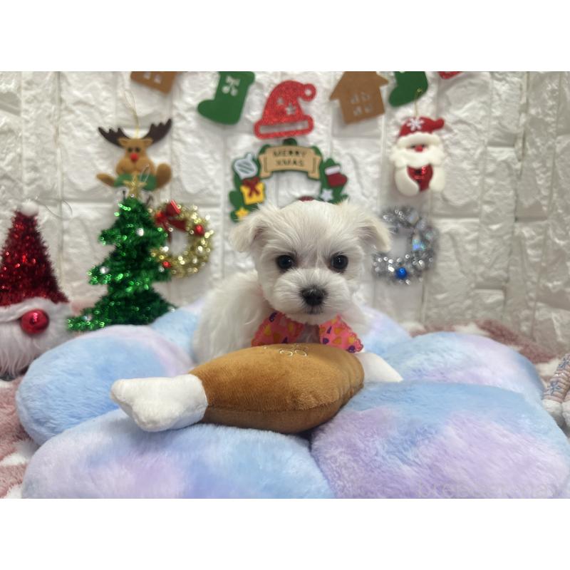 販売中の茨城県のマルチーズ-428293