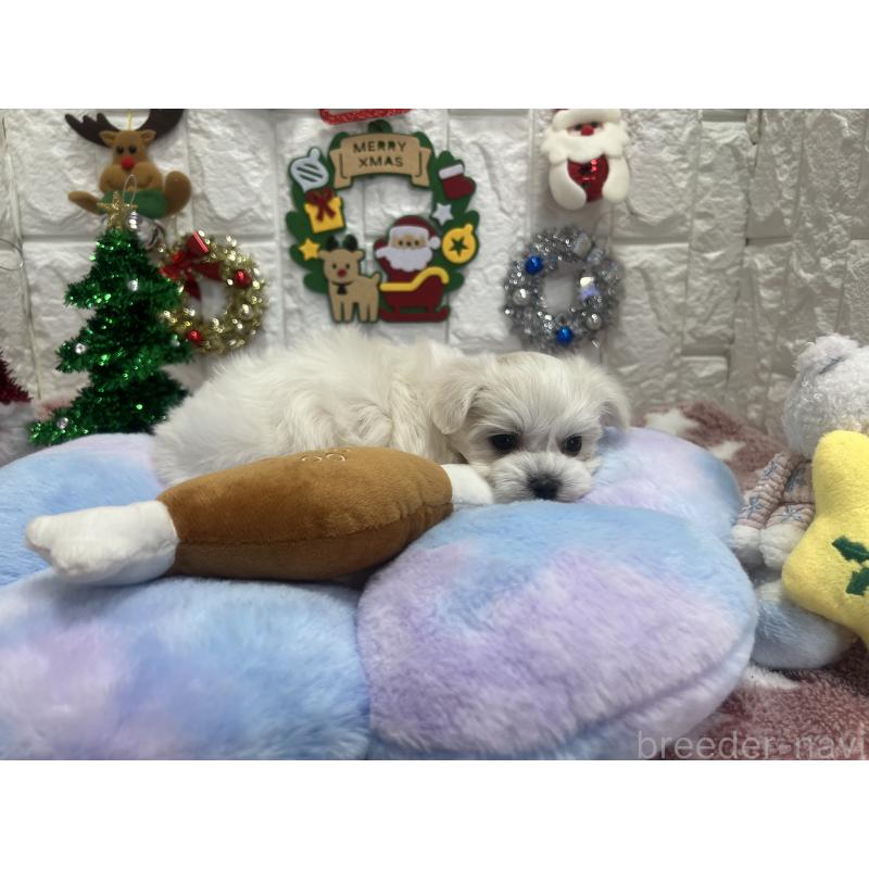 販売中の茨城県のマルチーズ-428293の7枚目