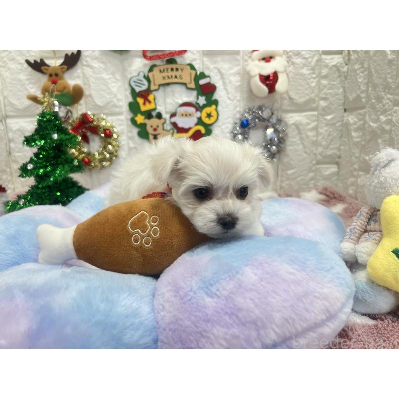 販売中の茨城県のマルチーズ-428293の6枚目
