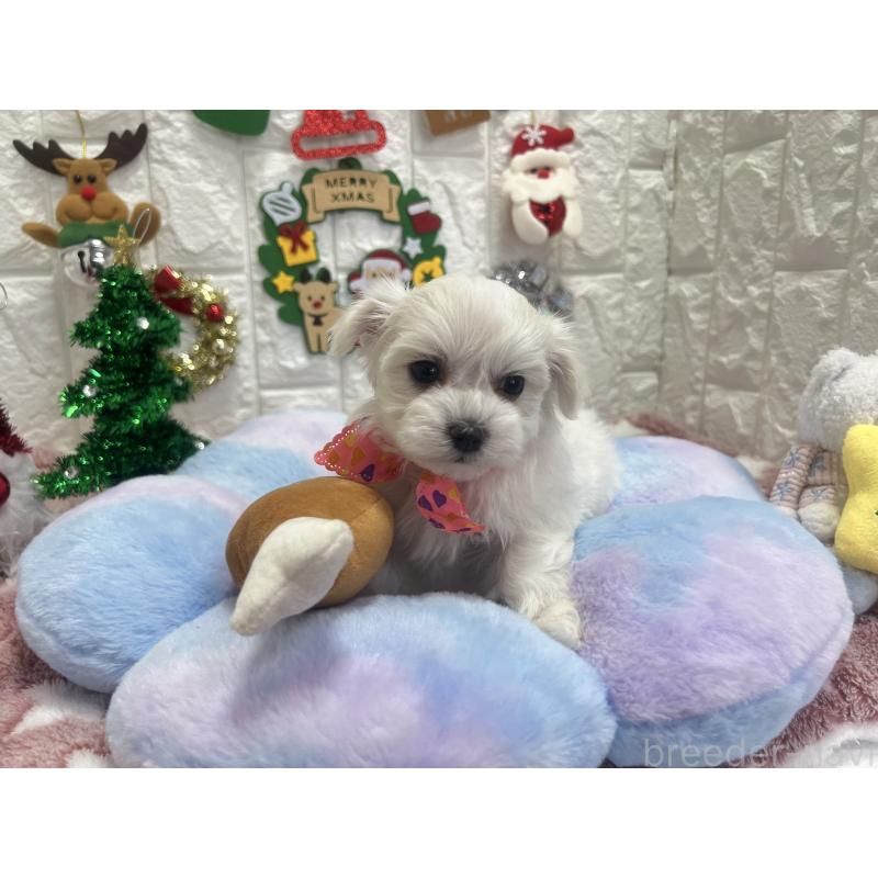 販売中の茨城県のマルチーズ-428293の5枚目