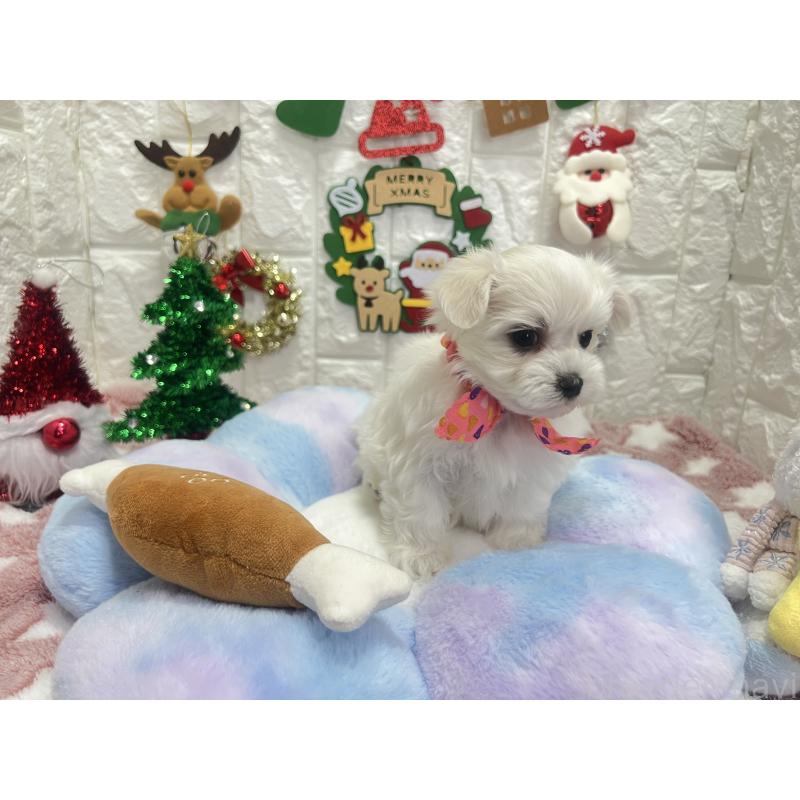 販売中の茨城県のマルチーズ-428293の4枚目