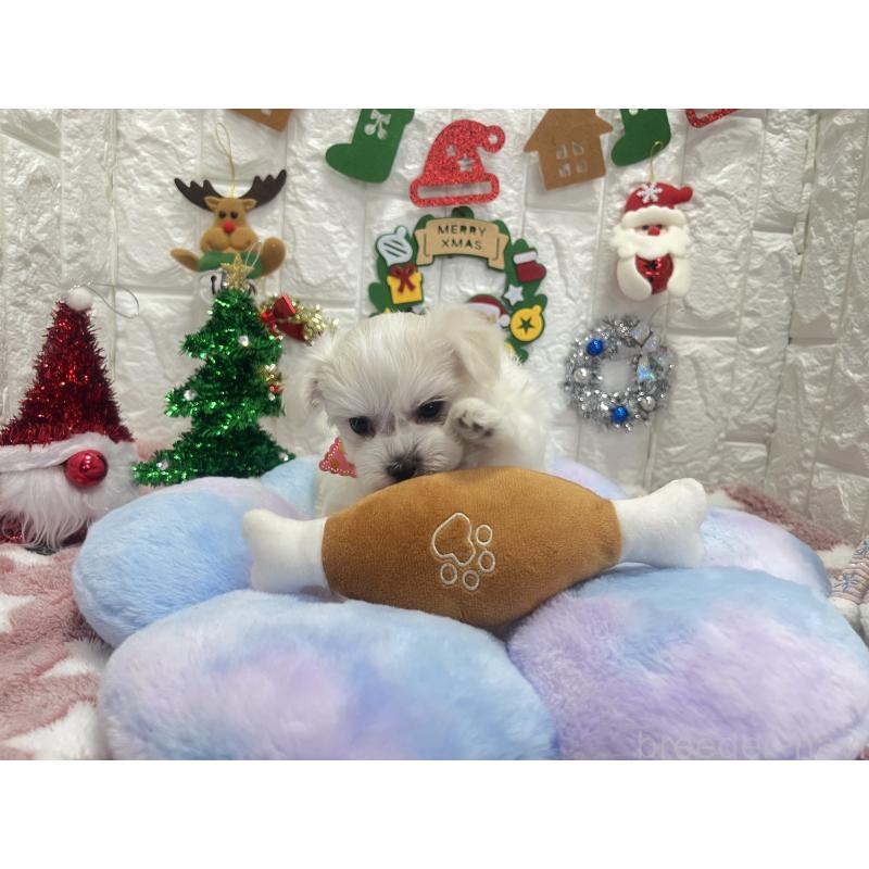 販売中の茨城県のマルチーズ-428293の3枚目