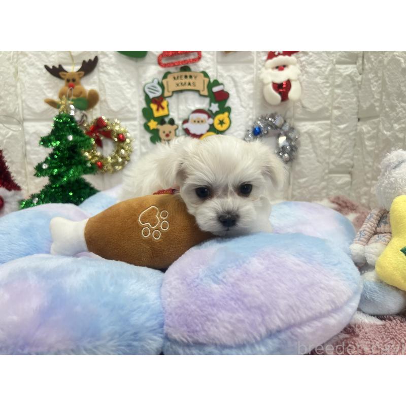 販売中の茨城県のマルチーズ-428293の2枚目