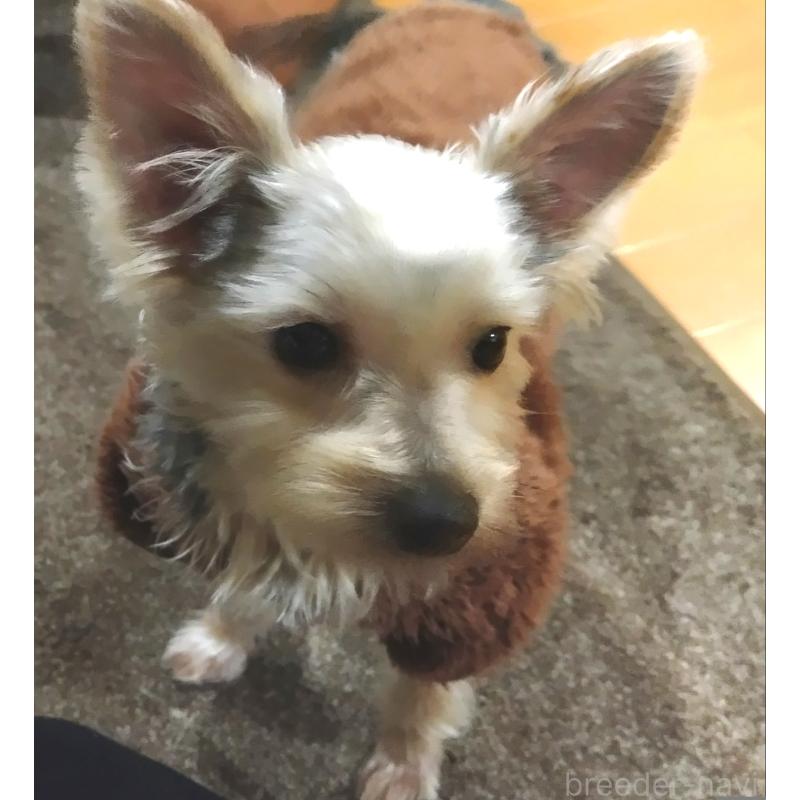 成約済の千葉県のヨークシャーテリア-375849の2枚目