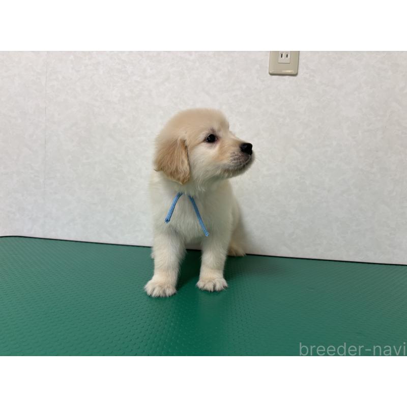 成約済の北海道のゴールデンレトリーバー-424965の13枚目