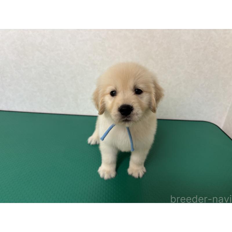 成約済の北海道のゴールデンレトリーバー-424965の12枚目