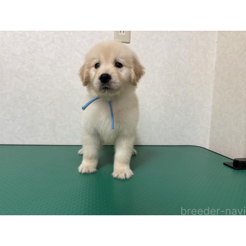 成約済の北海道のゴールデンレトリーバー-424965の11枚目