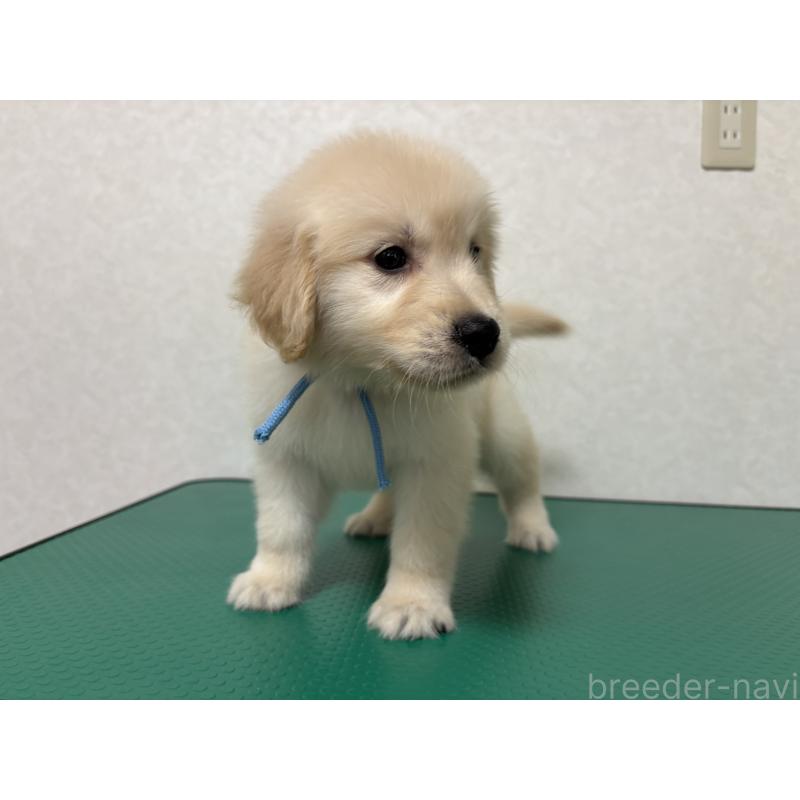 成約済の北海道のゴールデンレトリーバー-424965の10枚目