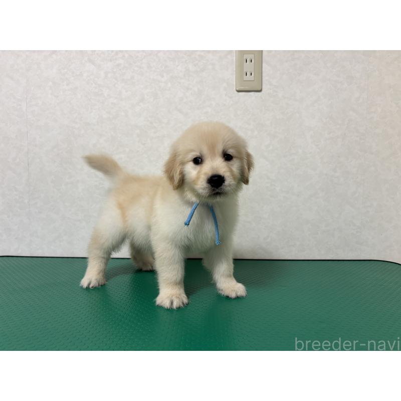 成約済の北海道のゴールデンレトリーバー-424965の8枚目