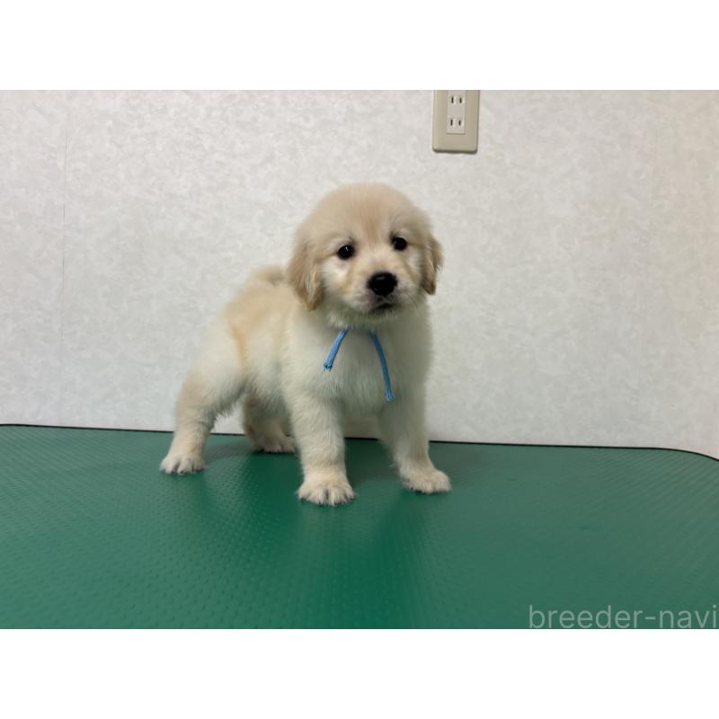 成約済の北海道のゴールデンレトリーバー-424965の7枚目