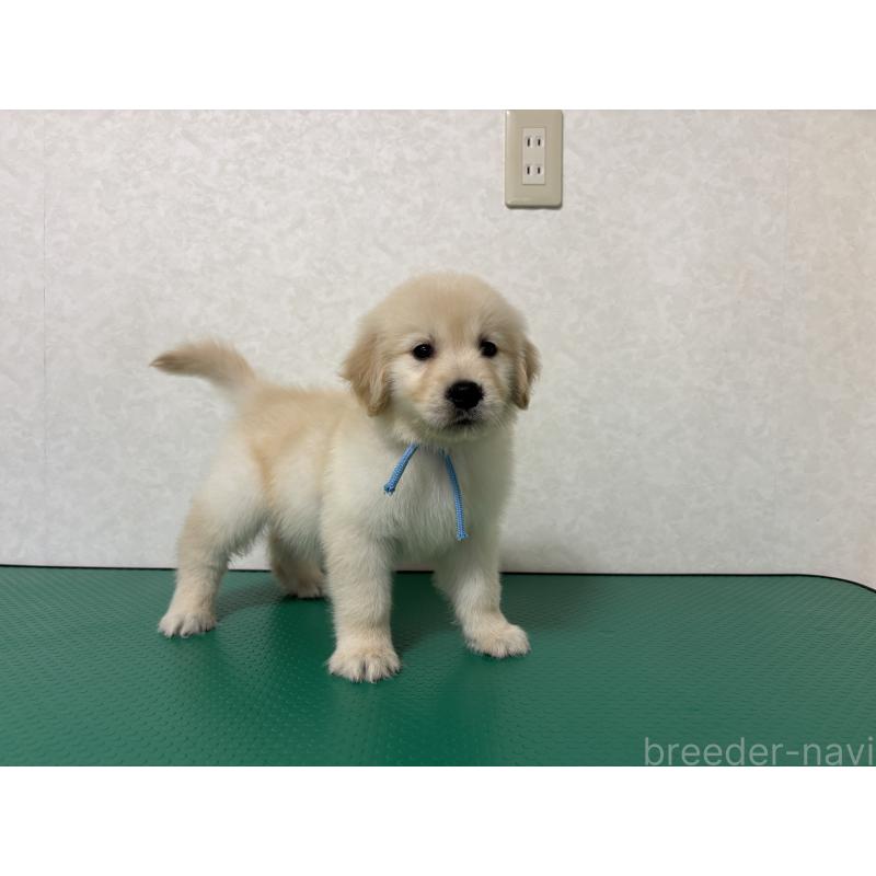 成約済の北海道のゴールデンレトリーバー-424965の6枚目