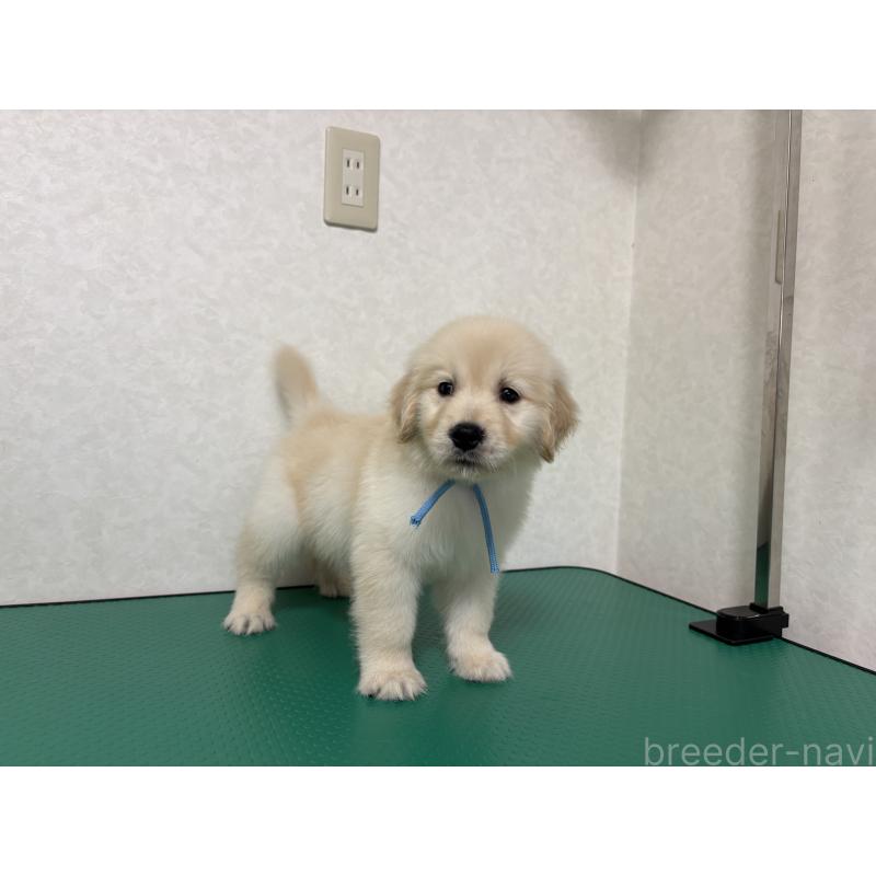 成約済の北海道のゴールデンレトリーバー-424965の4枚目