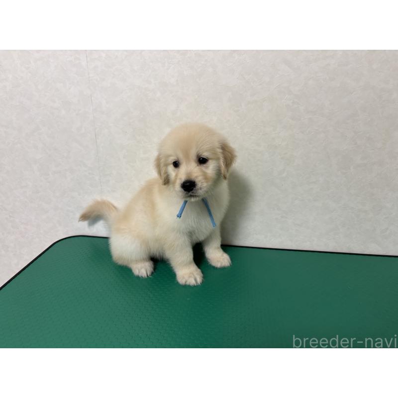 成約済の北海道のゴールデンレトリーバー-424965の3枚目