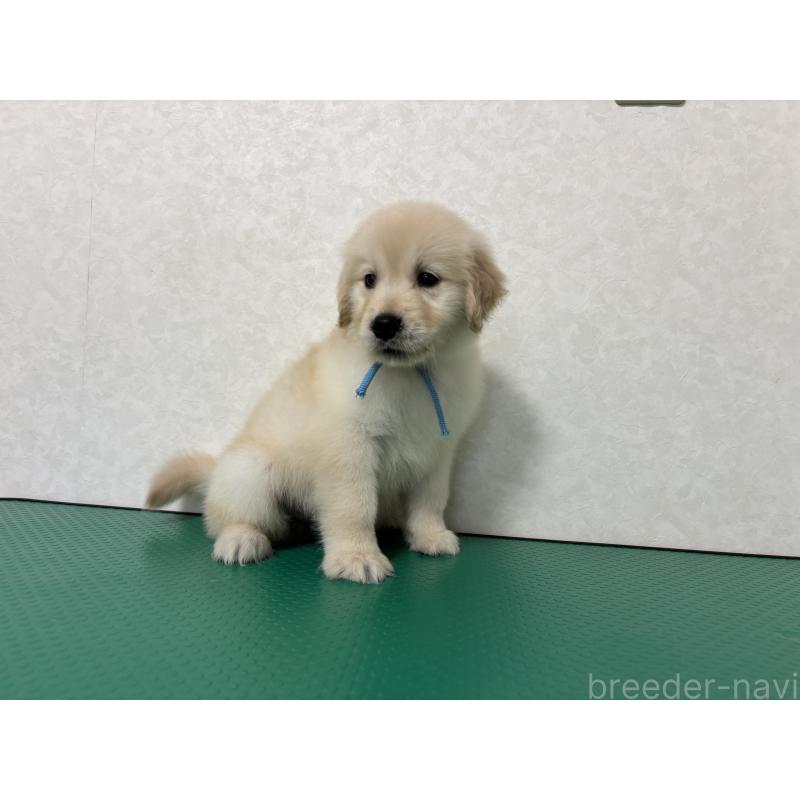 成約済の北海道のゴールデンレトリーバー-424965の2枚目