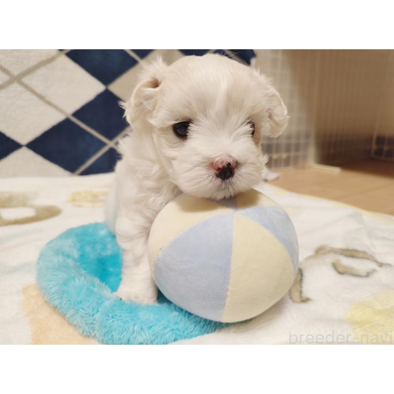 販売中の岡山県のマルチーズ-428294の3枚目