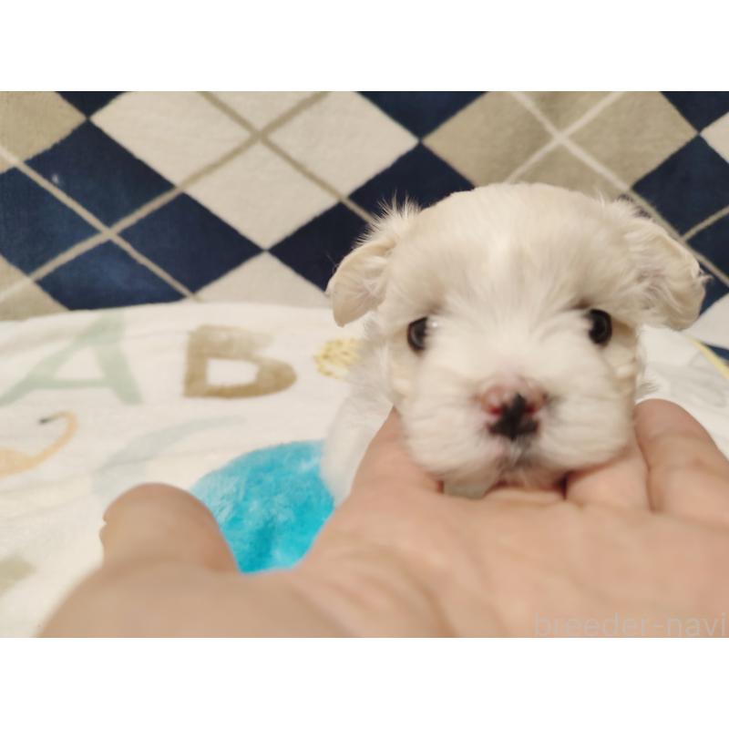 販売中の岡山県のマルチーズ-428294の2枚目