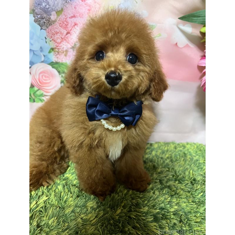 販売中の岡山県のタイニープードル-428295の6枚目