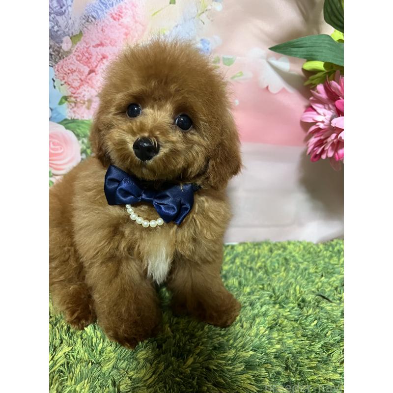 販売中の岡山県のタイニープードル-428295の4枚目