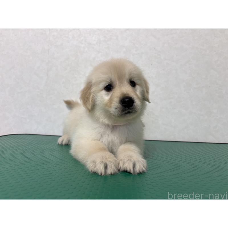 販売中の北海道のゴールデンレトリーバー-428296の14枚目