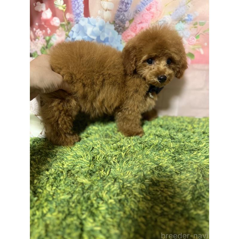 販売中の岡山県のタイニープードル-428295の2枚目