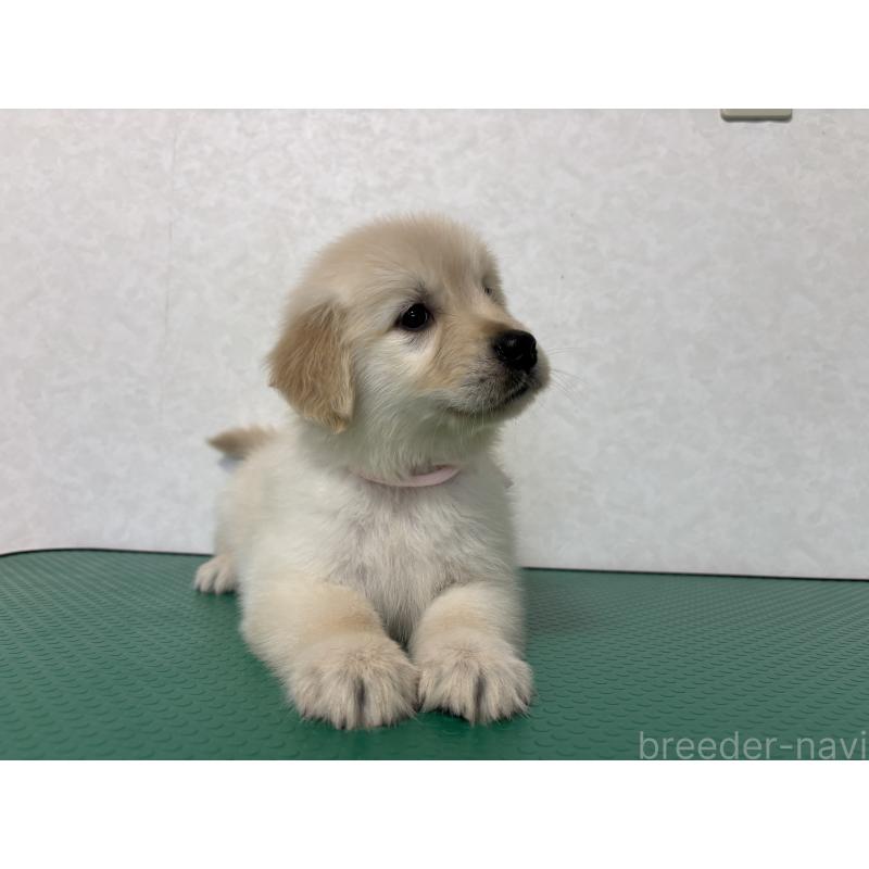 販売中の北海道のゴールデンレトリーバー-428296の13枚目