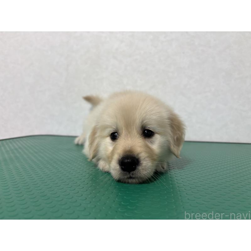 販売中の北海道のゴールデンレトリーバー-428296の12枚目