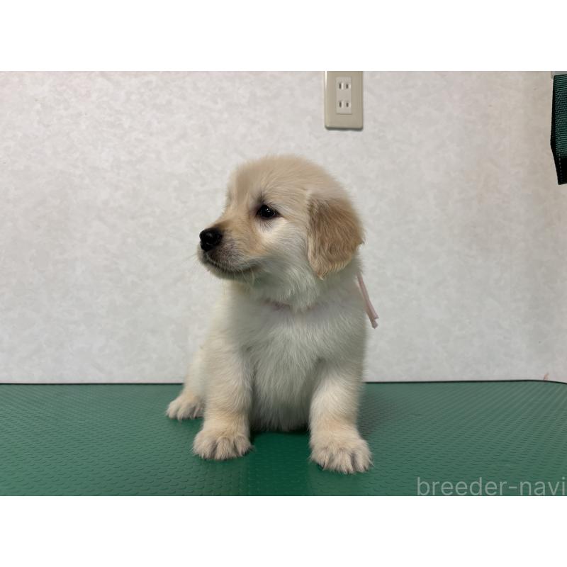 販売中の北海道のゴールデンレトリーバー-428296の11枚目