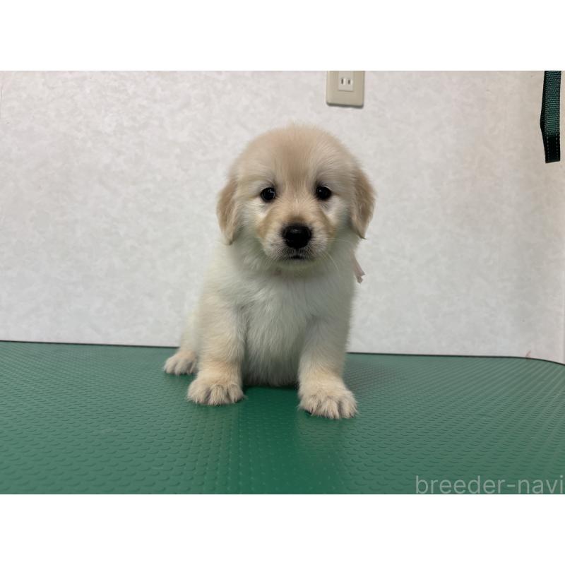 販売中の北海道のゴールデンレトリーバー-428296の10枚目