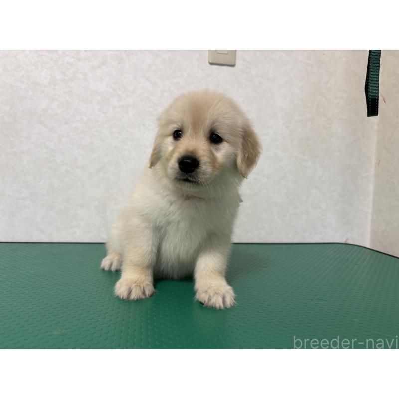 販売中の北海道のゴールデンレトリーバー-428296の9枚目