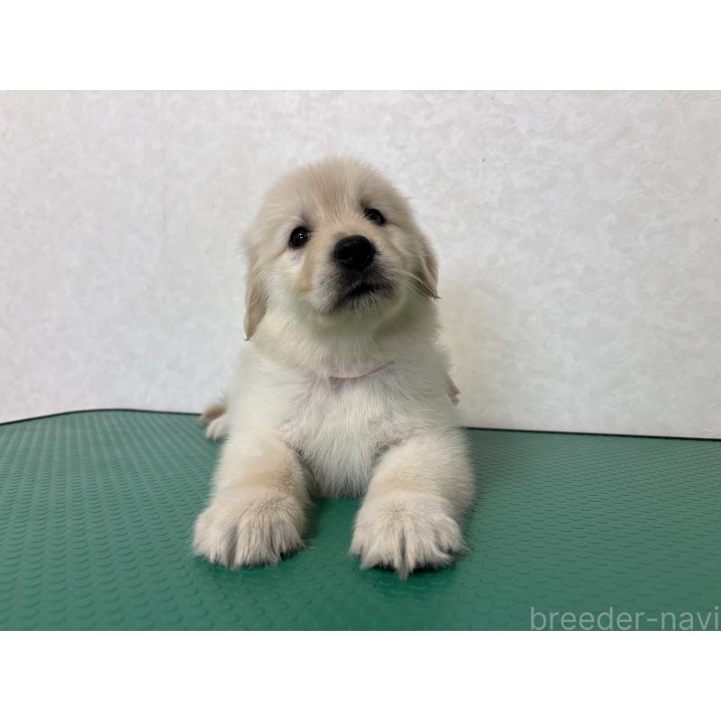 販売中の北海道のゴールデンレトリーバー-428296の5枚目