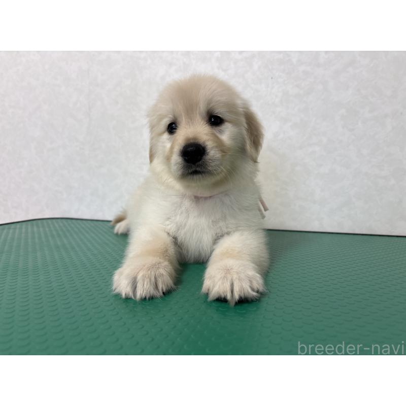 販売中の北海道のゴールデンレトリーバー-428296の4枚目