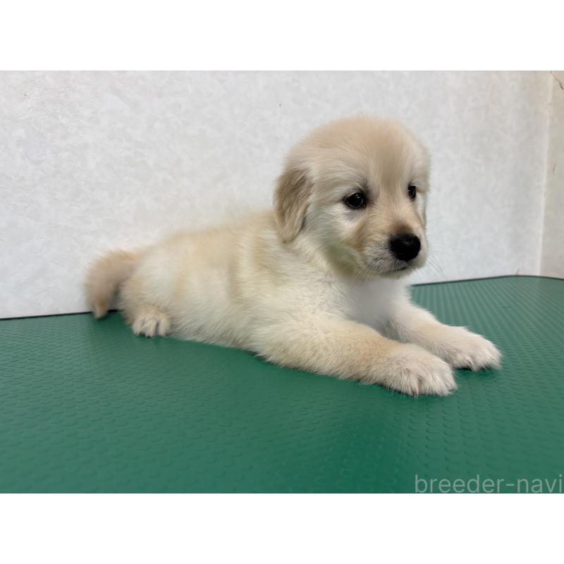 販売中の北海道のゴールデンレトリーバー-428296の3枚目