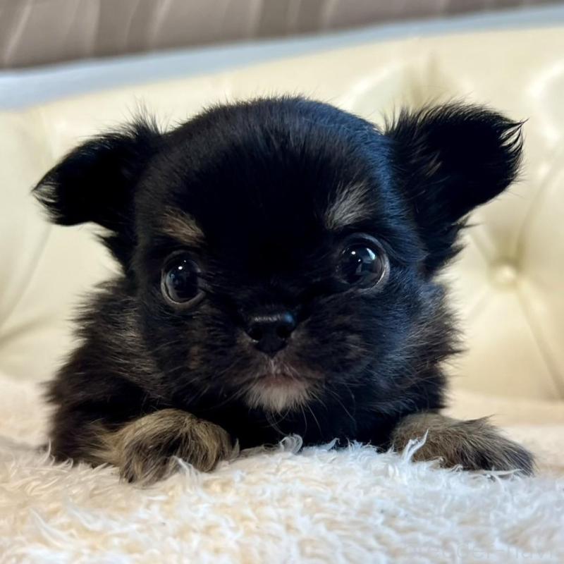 販売中の香川県のチワワ(ロングコート)-428297