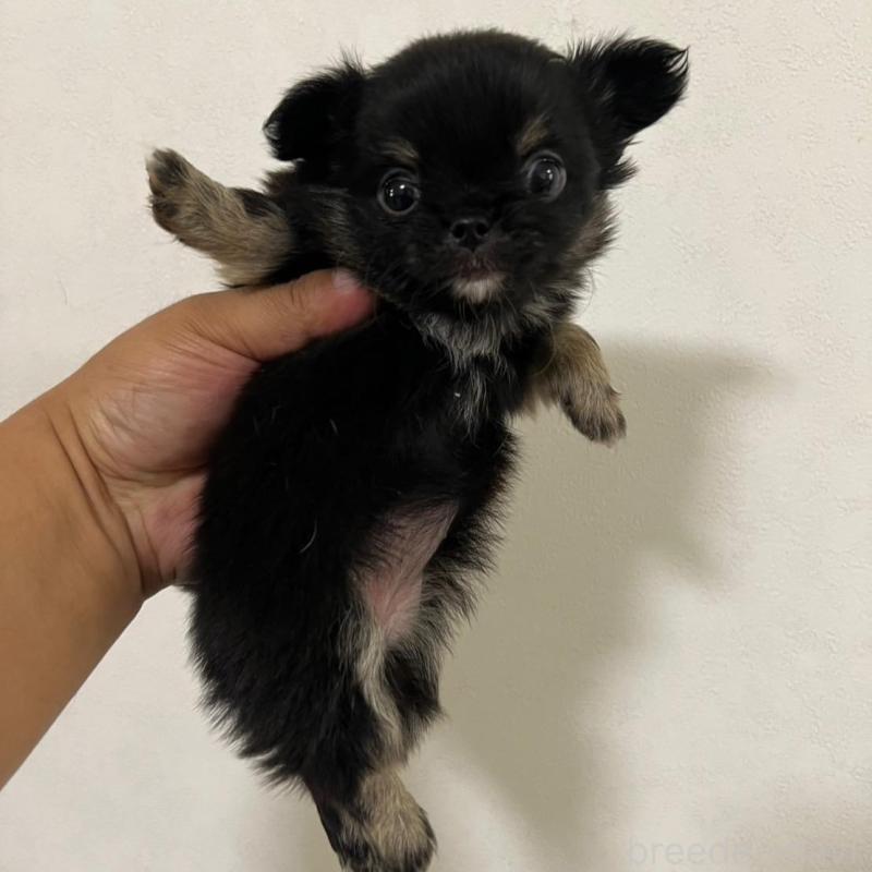 販売中の香川県のチワワ(ロングコート)-428297の14枚目