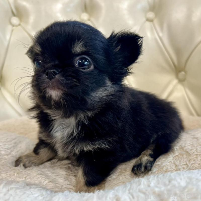 販売中の香川県のチワワ(ロングコート)-428297の13枚目