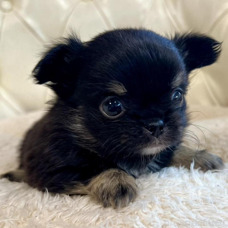 販売中の香川県のチワワ(ロングコート)-428297の8枚目