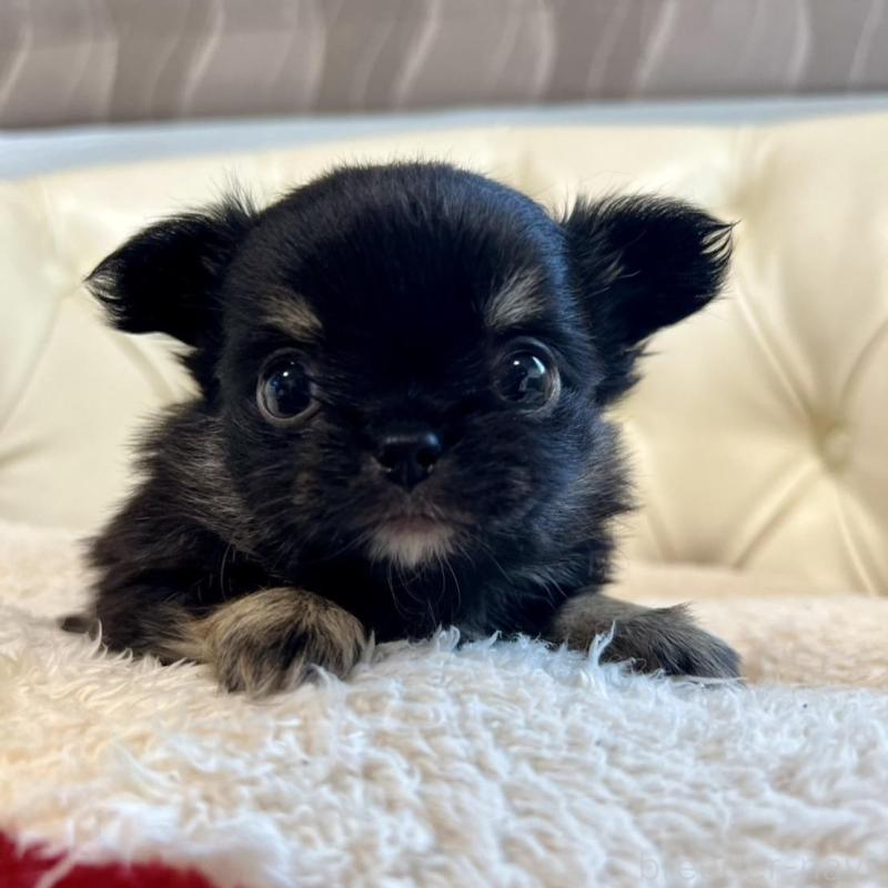 販売中の香川県のチワワ(ロングコート)-428297の6枚目