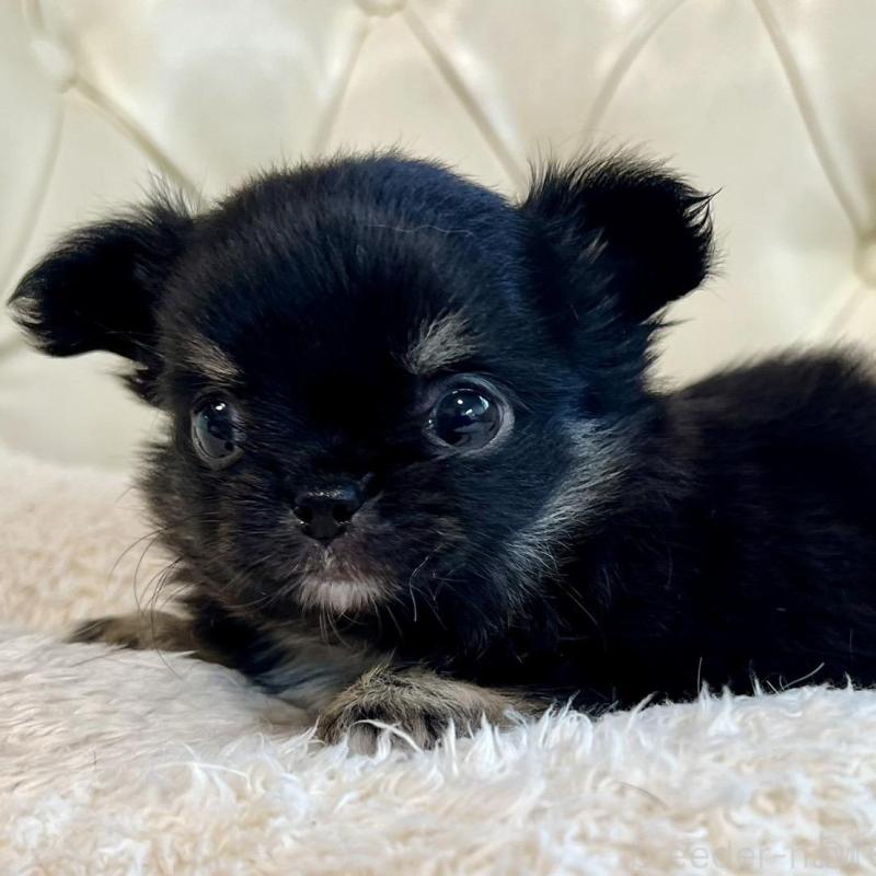 販売中の香川県のチワワ(ロングコート)-428297の5枚目