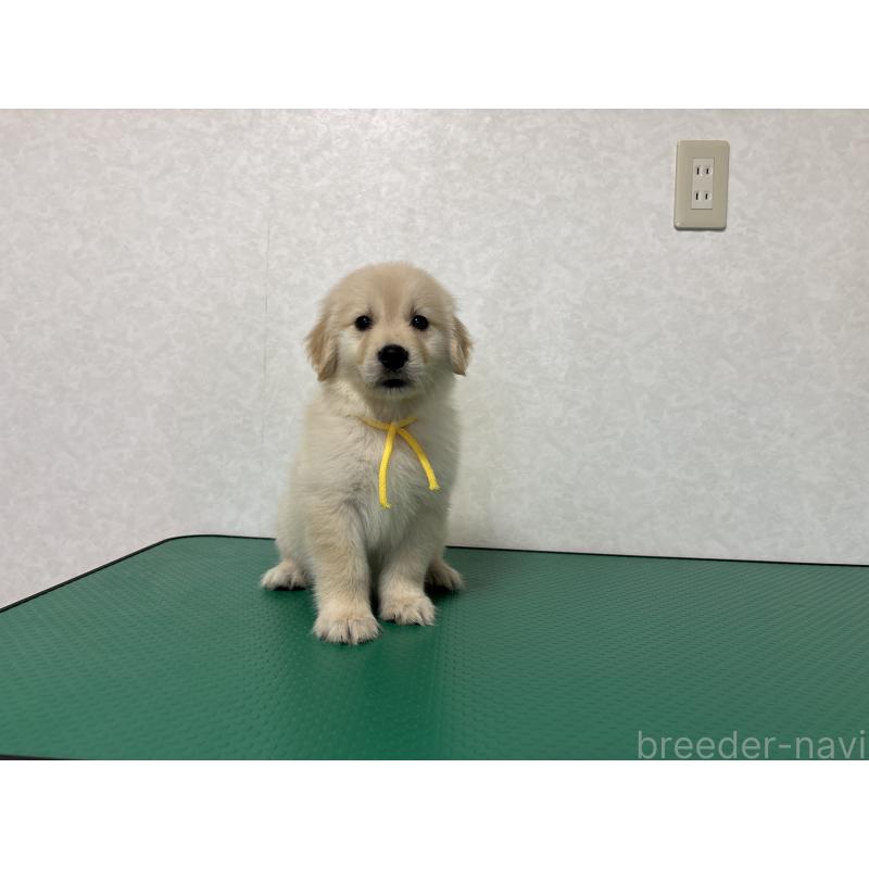 販売中の北海道のゴールデンレトリーバー-428298の14枚目