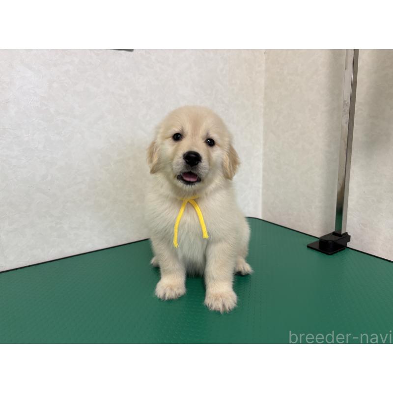 販売中の北海道のゴールデンレトリーバー-428298の13枚目