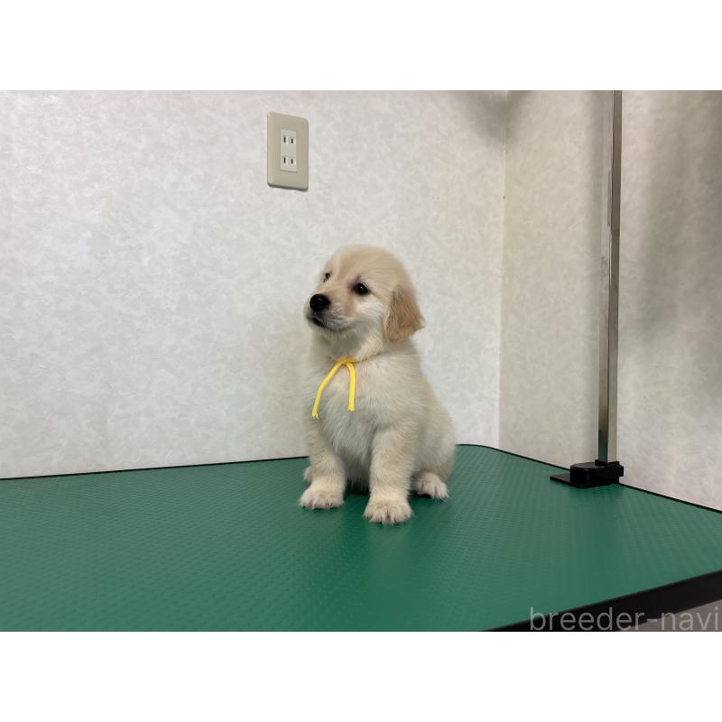 販売中の北海道のゴールデンレトリーバー-428298の12枚目