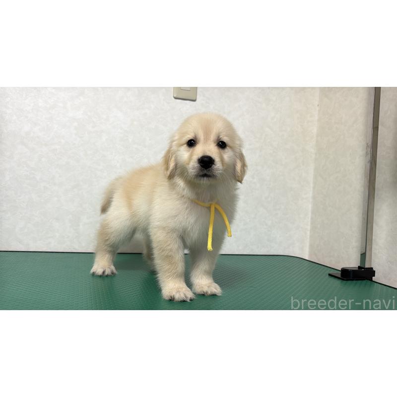 販売中の北海道のゴールデンレトリーバー-428298の9枚目