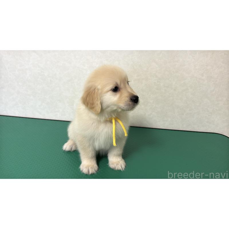 販売中の北海道のゴールデンレトリーバー-428298の7枚目