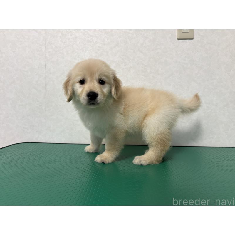 販売中の北海道のゴールデンレトリーバー-428299の15枚目