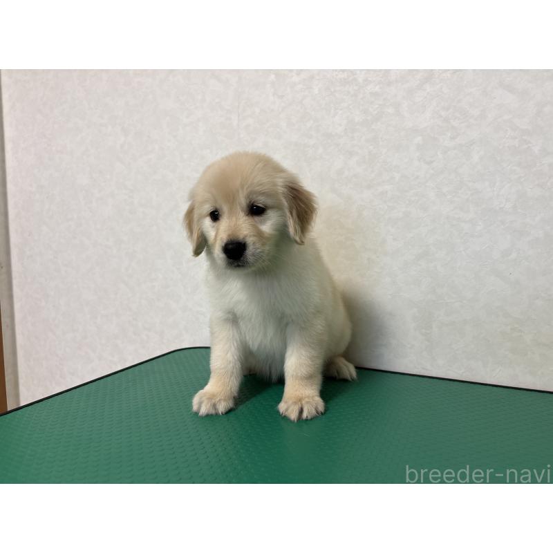 販売中の北海道のゴールデンレトリーバー-428299の14枚目