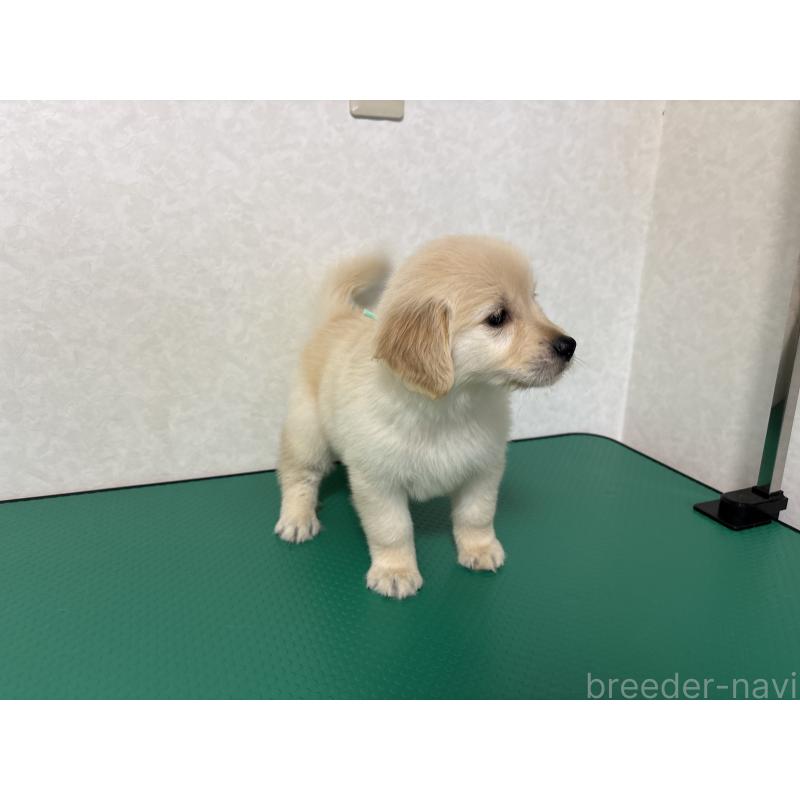 販売中の北海道のゴールデンレトリーバー-428299の13枚目