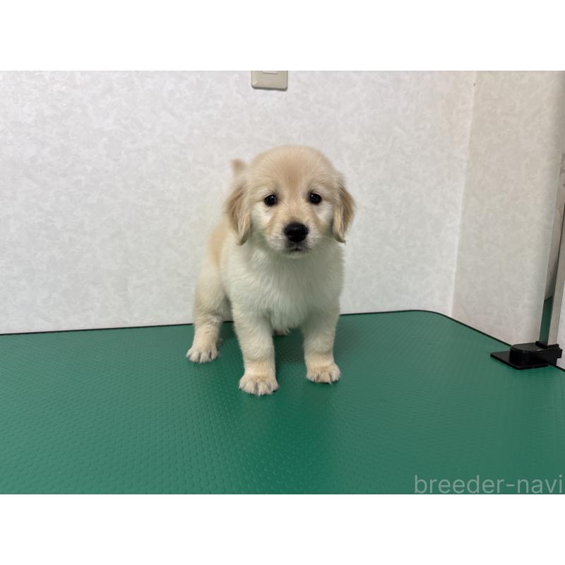 販売中の北海道のゴールデンレトリーバー-428299の12枚目